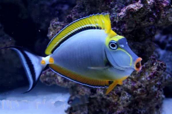 Blonde Naso Tang (Naso elegans) - Reef Exclusive MA LLC