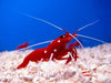 Blood Red Fire Shrimp (Lysmata Debelius) - Reef Exclusive MA LLC