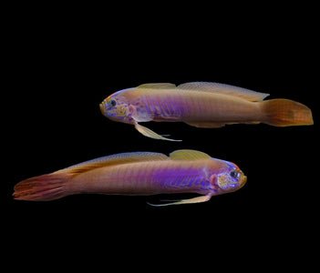 Blue - Barred Ribbon Goby (Oxymetopon cyanoctenosum) - Reef Exclusive MA LLC