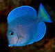 Blue Caribbean Tang (Acanthurus Coeruleus) - Reef Exclusive MA LLC