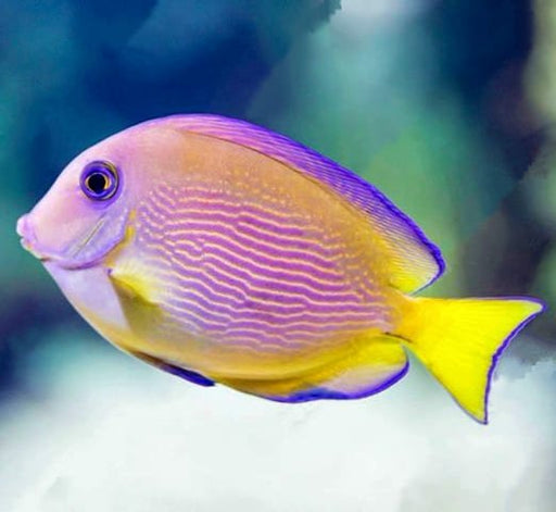 Blue Caribbean Tang (Acanthurus Coeruleus) - Reef Exclusive MA LLC