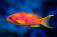 Blue Eye Lyretail Anthias (Pseudanthias Squamipinnis) Female - Reef Exclusive MA LLC