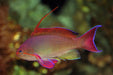 Blue Eye Lyretail Anthias (Pseudanthias Squamipinnis) Male - Reef Exclusive MA LLC