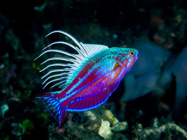 Blue Flasher Wrasse (Paracheilinus Cyaneus) Male - Reef Exclusive MA LLC