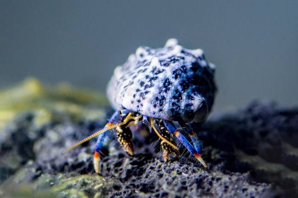 Blue Leg Hermit Crab (Clibanarius Tricolor) - Reef Exclusive MA LLC