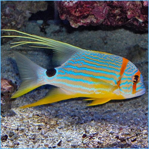 Blue - Lined Sea Bream (Symphorichthys Spilurus) - Reef Exclusive MA LLC