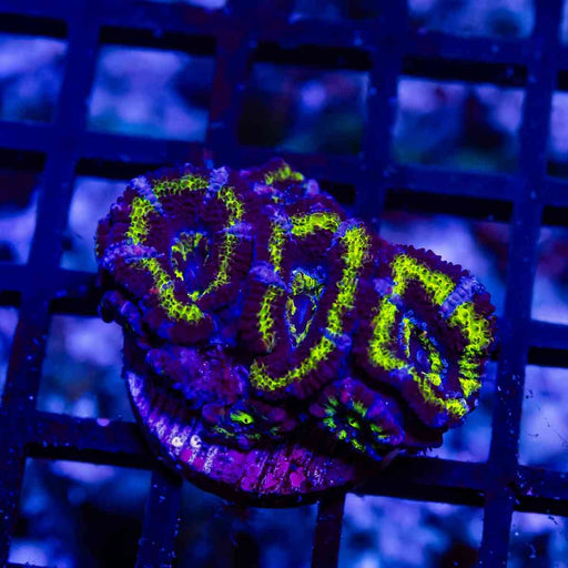 Blue Neon Green Acan Frag - Reef Exclusive MA LLC