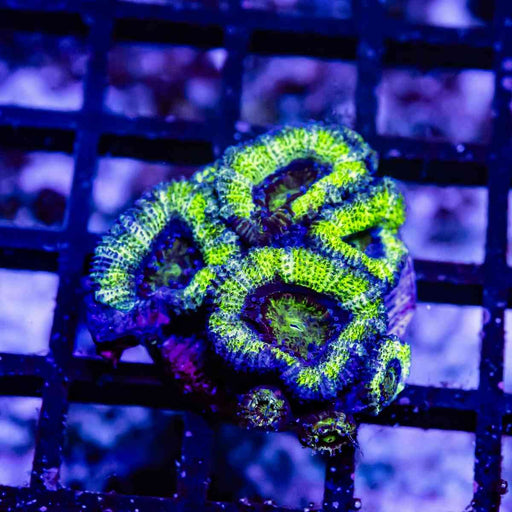 Blue Neon Green Acan Frag - Reef Exclusive MA LLC