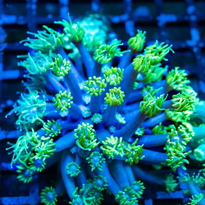 Blue Neon Green Goni Frag - Reef Exclusive MA LLC