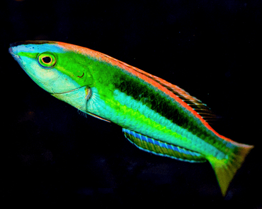 Blue Nose Pencil Wrasse (Pseudojuloides Kaleidos) Male - Reef Exclusive MA LLC