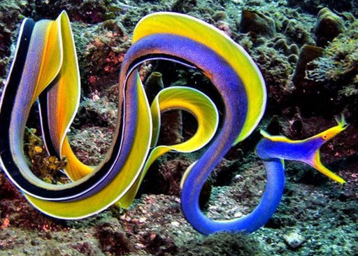 Blue Ribbon Eel (Rhinomuraena Quaesita) - Reef Exclusive MA LLC