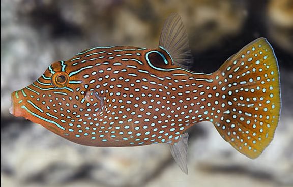 Blue Spotted Puffer (Canthigaster Solandri) - Reef Exclusive MA LLC