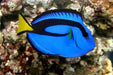 Blue Tang (Paracanthurus Hepatus) - Reef Exclusive MA LLC