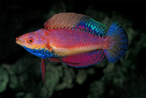 Blue Throat Fairy Wrasse (Cirrhilabrus Cyanogularis) Male - Reef Exclusive MA LLC