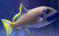 Blue Throat Trigger (Xanthichthys Auromarginatus) Male - Reef Exclusive MA LLC