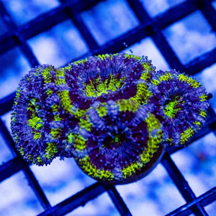 Blue Toxic Green Acan Frag - Reef Exclusive MA LLC