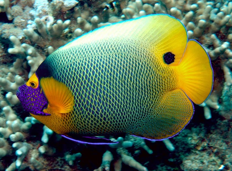 Blueface Angelfish (Pomacanthus Xanthometopon) - Reef Exclusive MA LLC