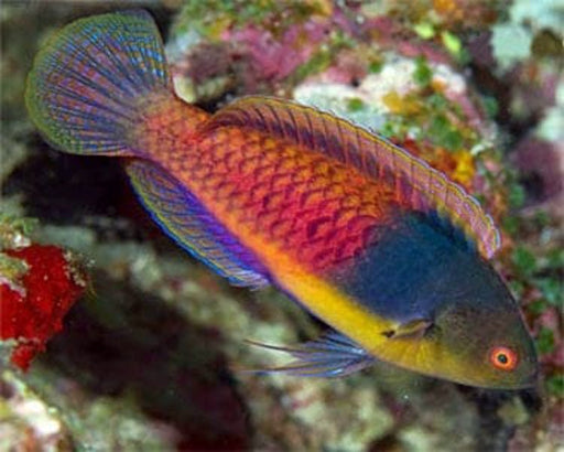 Bluehead Fairy Wrasse (Cirrhilabrus Cyanopleura) - Reef Exclusive MA LLC