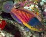 Bluehead Fairy Wrasse (Cirrhilabrus Cyanopleura) - Reef Exclusive MA LLC