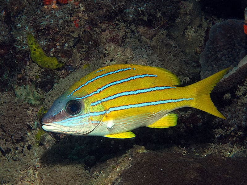 Blueline Snapper (Lutjanus Quinquelineatus) - Reef Exclusive MA LLC