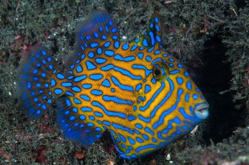 Bluelined Triggerfish (Pseudobalistes Fuscus) - Reef Exclusive MA LLC