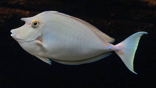 Bluespine Unicornfish (Naso Unicornis) - Reef Exclusive MA LLC