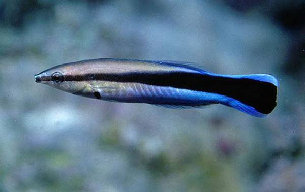 Bluestreak Cleaner Wrasse (Labroides Dimidiatus) - Reef Exclusive MA LLC