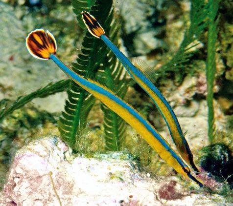 Bluestripe Pipefish (Doryrhamphus Excisus) - Reef Exclusive MA LLC