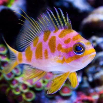 Borbonius Anthias (Odontanthias Borbonius) - Reef Exclusive MA LLC