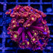 Bright Goni Frag - Reef Exclusive MA LLC