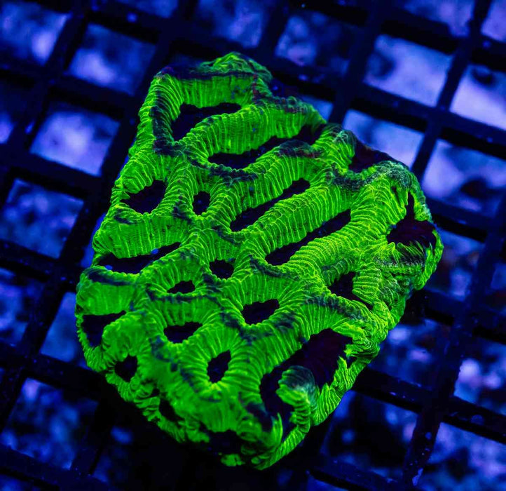 Bright Green Contrast Platygyra - Reef Exclusive MA LLC