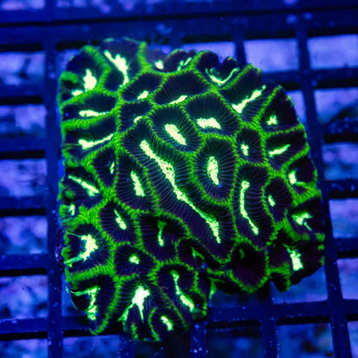 Bright Green Contrast Platygyra - Reef Exclusive MA LLC