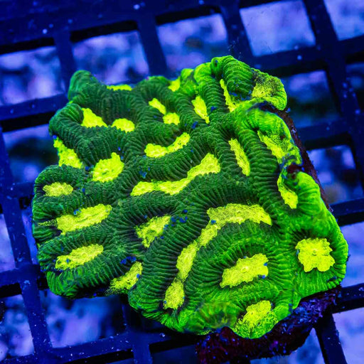 Bright Green Contrast Platygyra - Reef Exclusive MA LLC