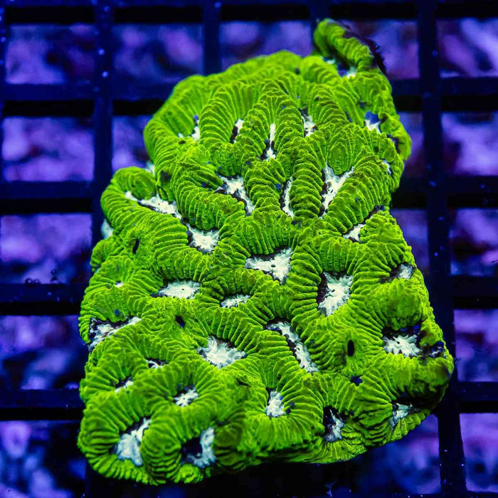 Bright Green Contrast Platygyra - Reef Exclusive MA LLC