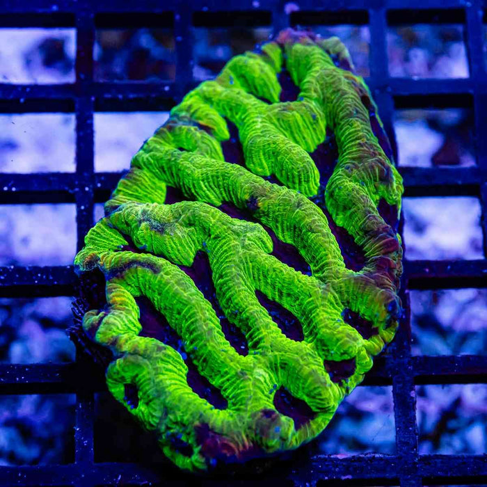 Bright Green Contrast Platygyra - Reef Exclusive MA LLC