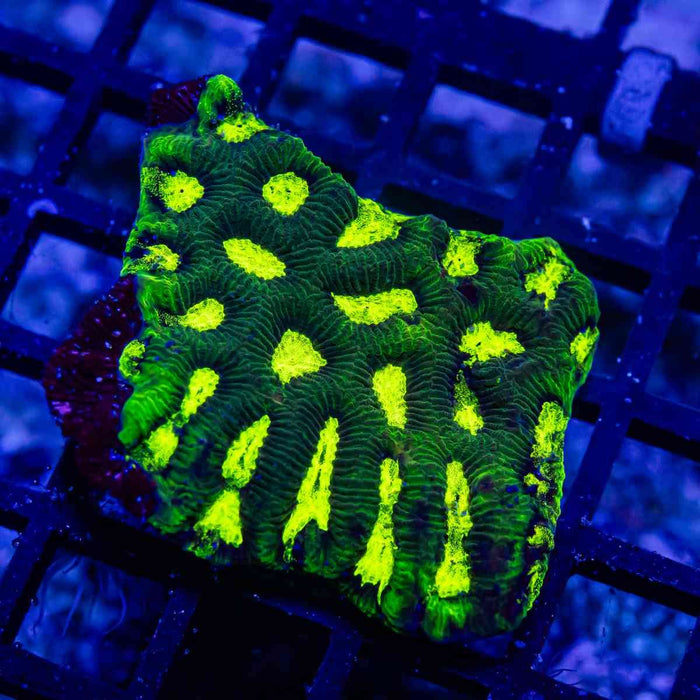 Bright Green Contrast Platygyra - Reef Exclusive MA LLC