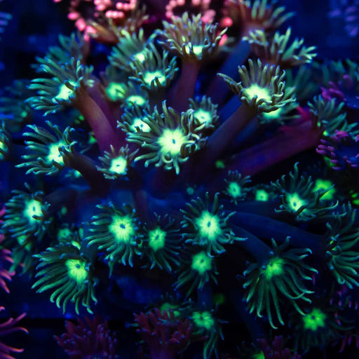 Bright Turquoise Goni Frag - Reef Exclusive MA LLC