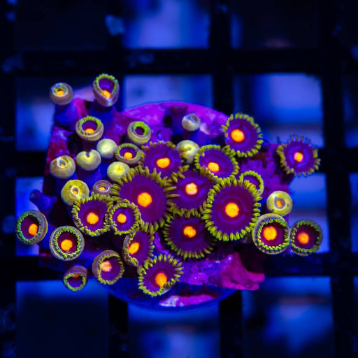 Bright Zoas - Reef Exclusive MA LLC