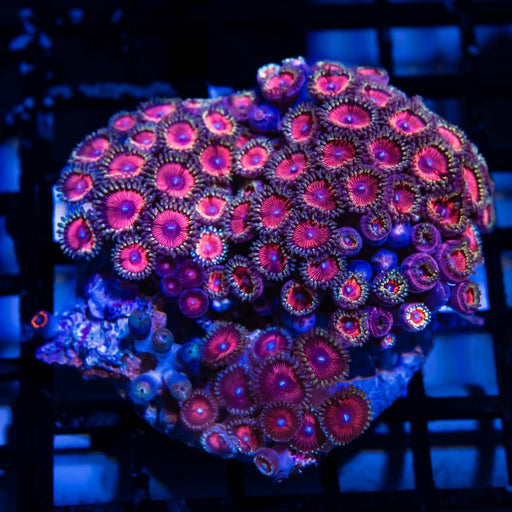 Bright Zoas Colony - Reef Exclusive MA LLC