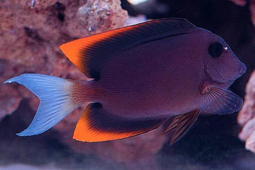 Bristletooth Tomini Tang (Ctenochaetus Tominiensis) - Reef Exclusive MA LLC