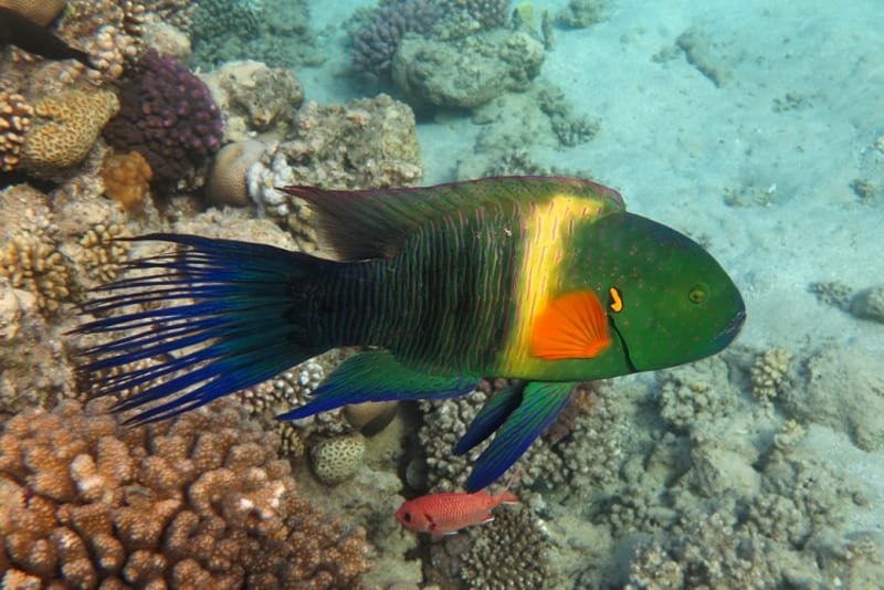 Broomtail Wrasse (Cheilinus Lunulatus) Red Sea - Reef Exclusive MA LLC