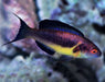 Brunneus Fairy Wrasse (Cirrhilabrus Brunneus) Male - Reef Exclusive MA LLC