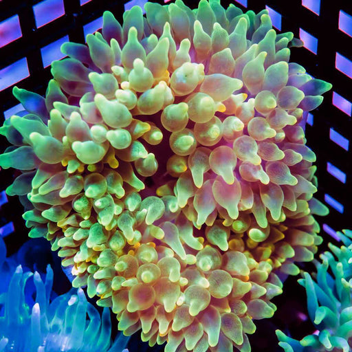 Bubble Anemone - Reef Exclusive MA LLC