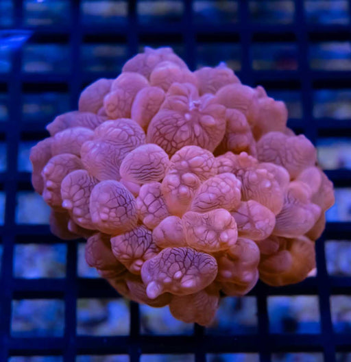 BUBBLE CORAL - Reef Exclusive MA LLC