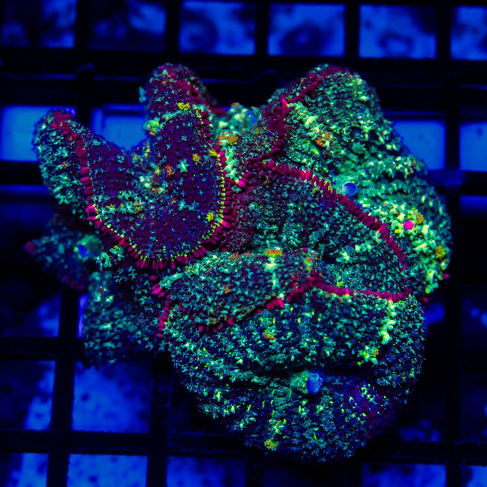 Bubble Rhodactis Colony - Reef Exclusive MA LLC