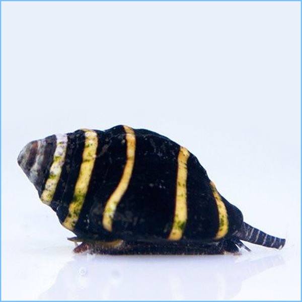 Bumble Bee Snail (Engina sp.) - Reef Exclusive MA LLC