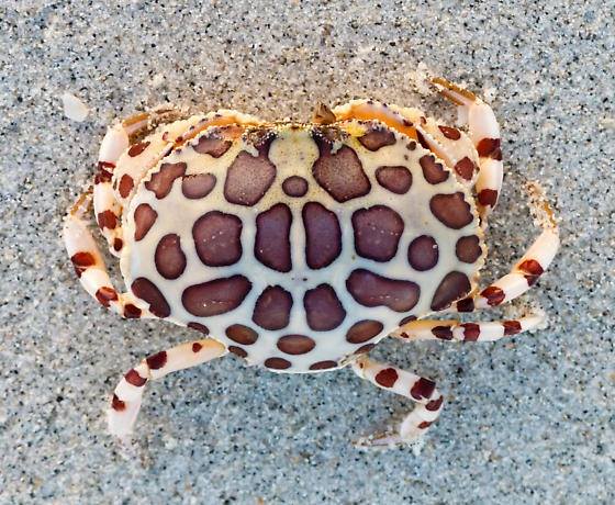 Calico Box Crab (Hepatus Epheliticus) - Reef Exclusive MA LLC