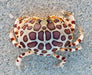 Calico Box Crab (Hepatus Epheliticus) - Reef Exclusive MA LLC