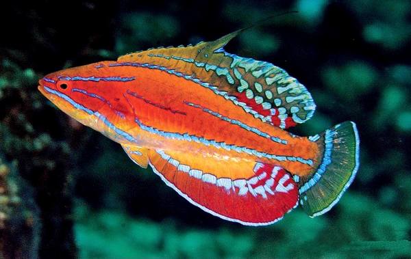 Carpenter's Flasher Wrasse (Paracheilinus Carpenteri) - Reef Exclusive MA LLC