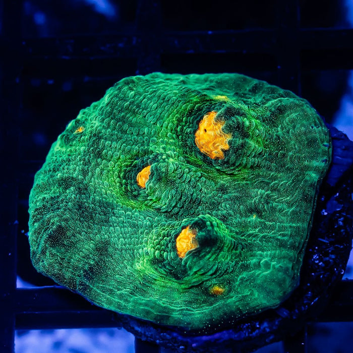 Chalice Ultra Green Yellow Dots - Reef Exclusive MA LLC